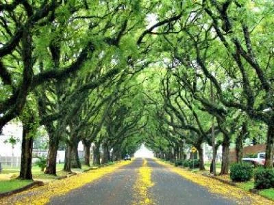 Arborização urbana são paulo Imagem ilustrativa de Arborização urbana são paulo
