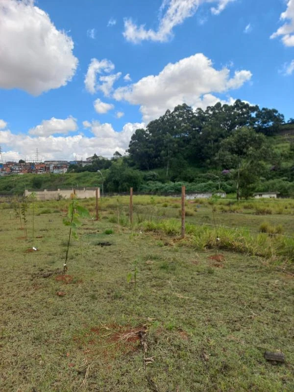 Manutenção de árvores verdes em sp Imagem ilustrativa de Manutenção de árvores verdes em sp