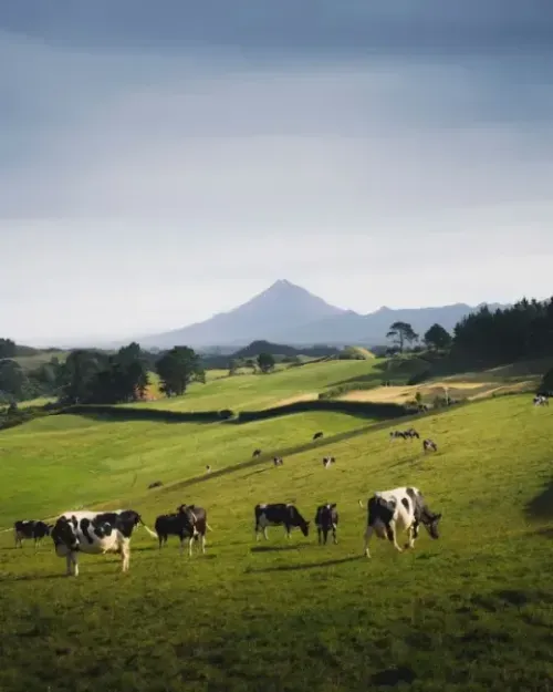 Imagem ilustrativa de Licenciamento ambiental para confinamento bovino